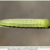 hyponephele naricina larva3